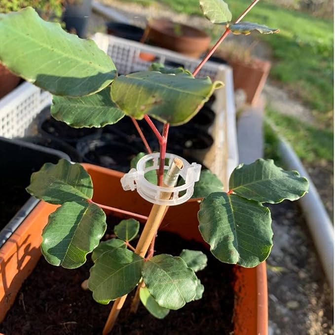 Green Plant Hold Clips