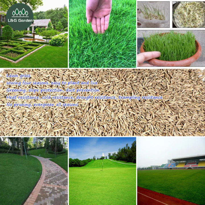 Evergreen Grass Seeds