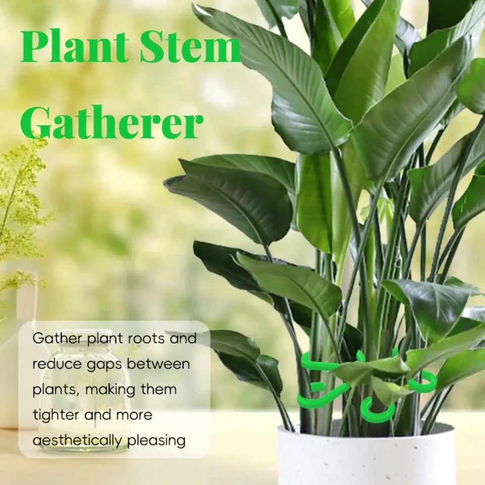 Climbing Houseplant Stem Supports