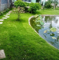 Evergreen Grass Seeds