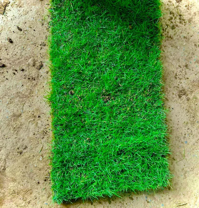 Evergreen Grass Seeds